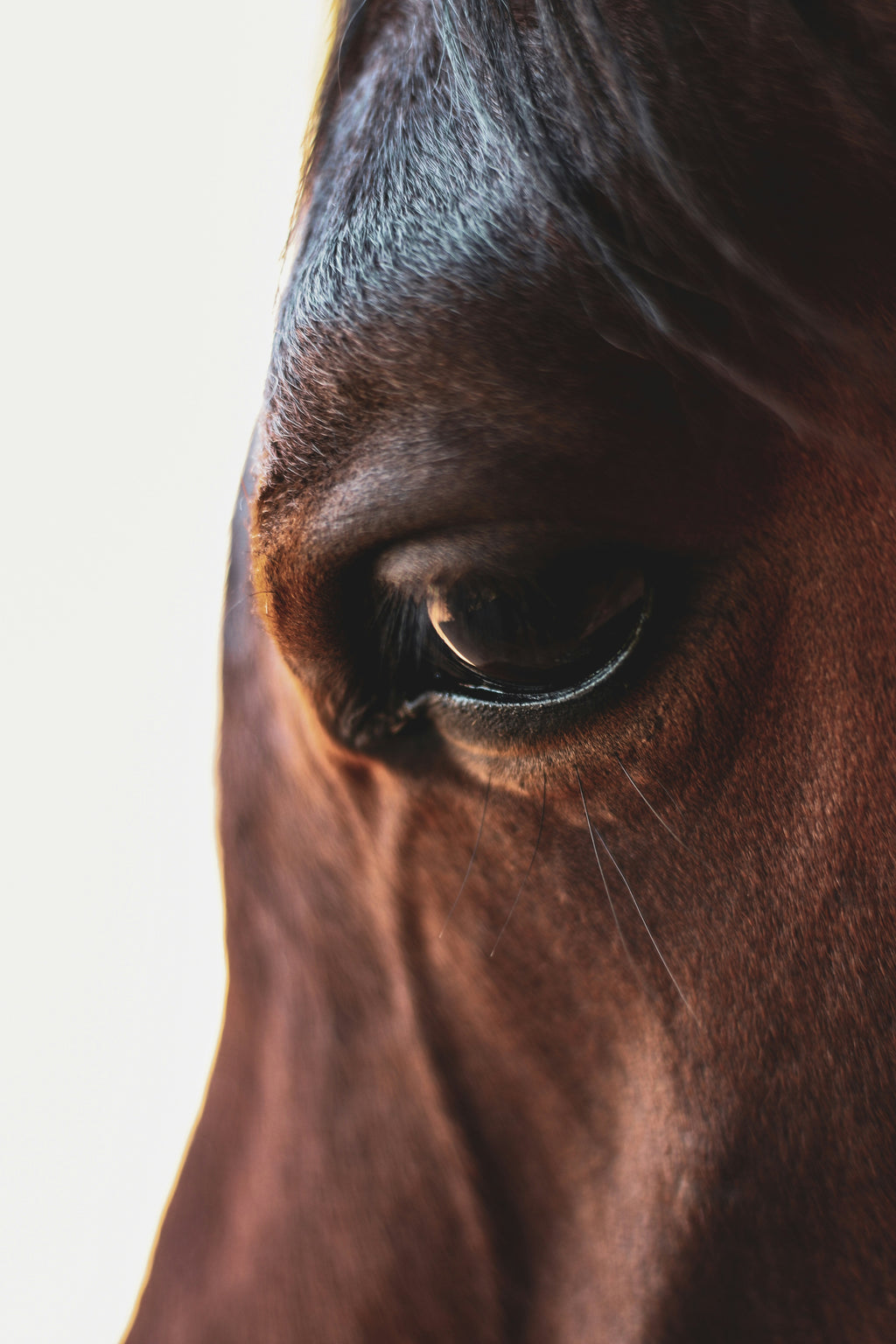 3ra Edición Congreso "En el Nombre del Caballo"