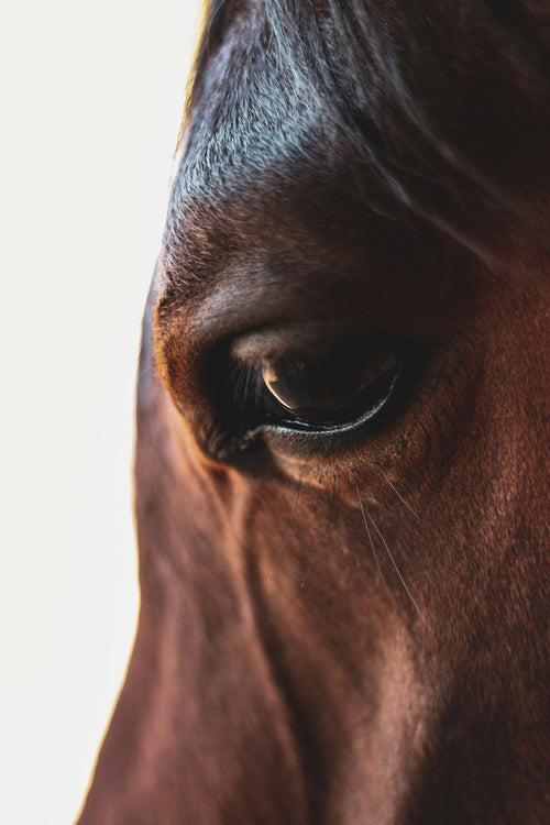 3ra Edición Congreso "En el Nombre del Caballo"