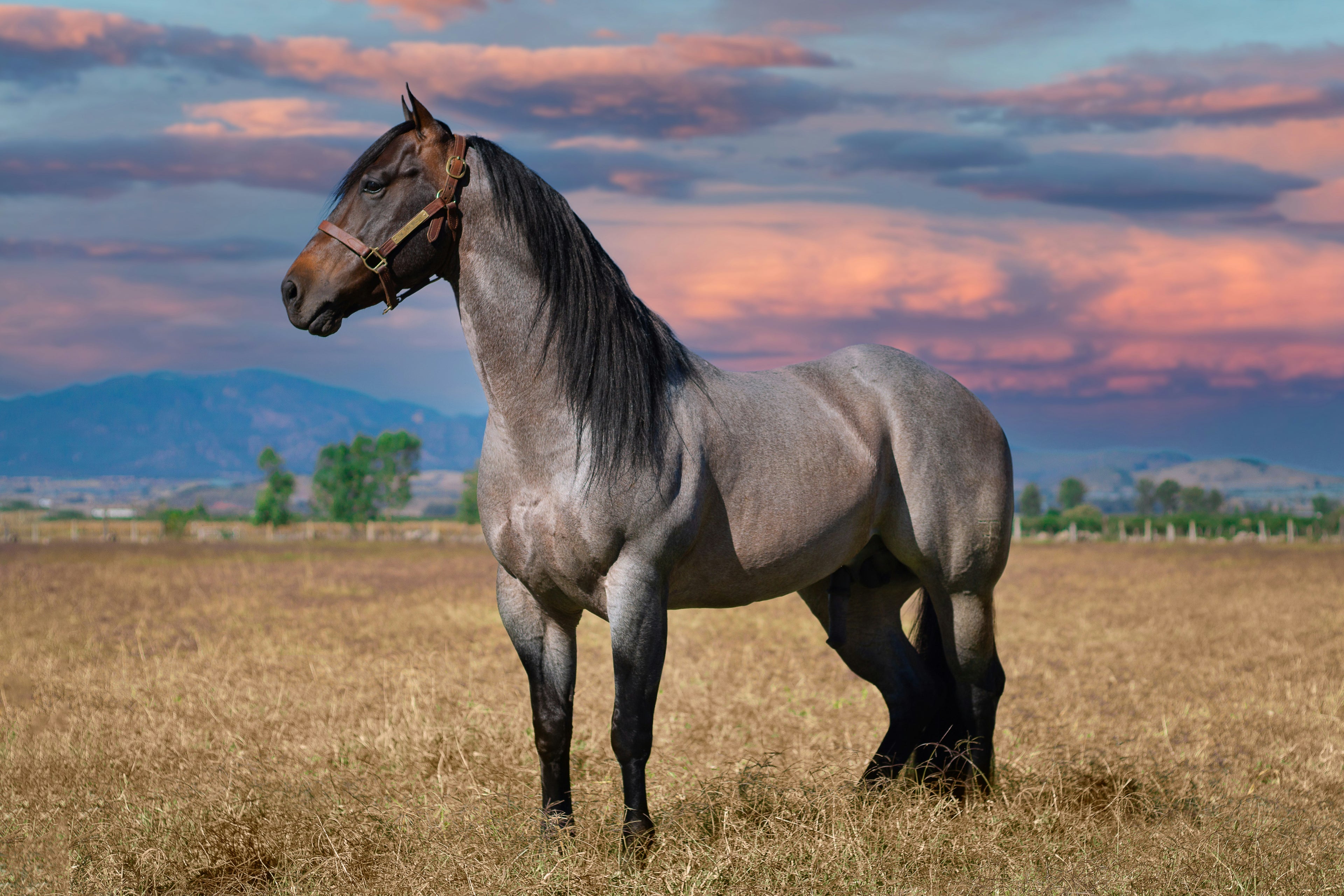 3ra Edición Congreso "En el Nombre del Caballo"