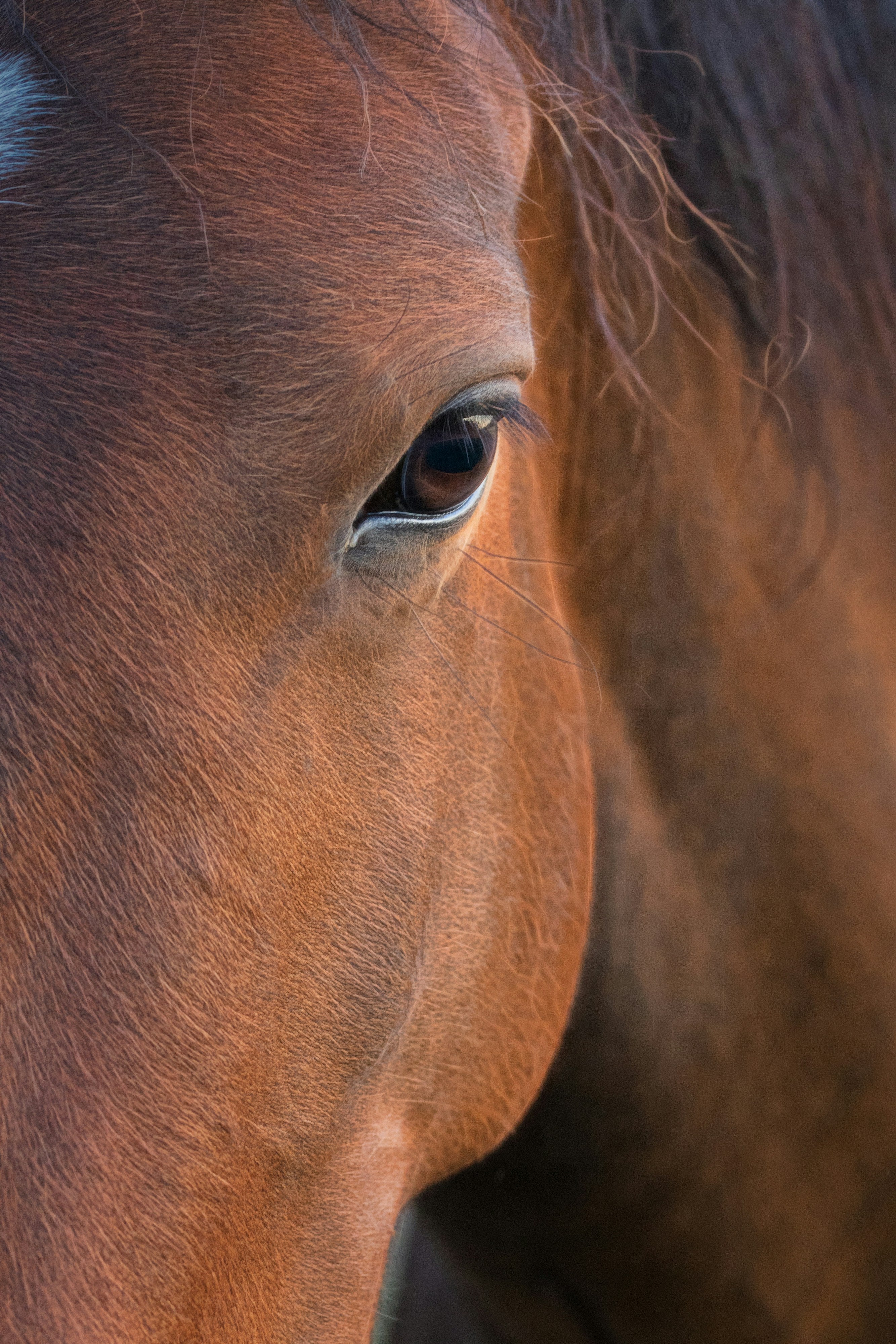 3ra Edición Congreso "En el Nombre del Caballo"