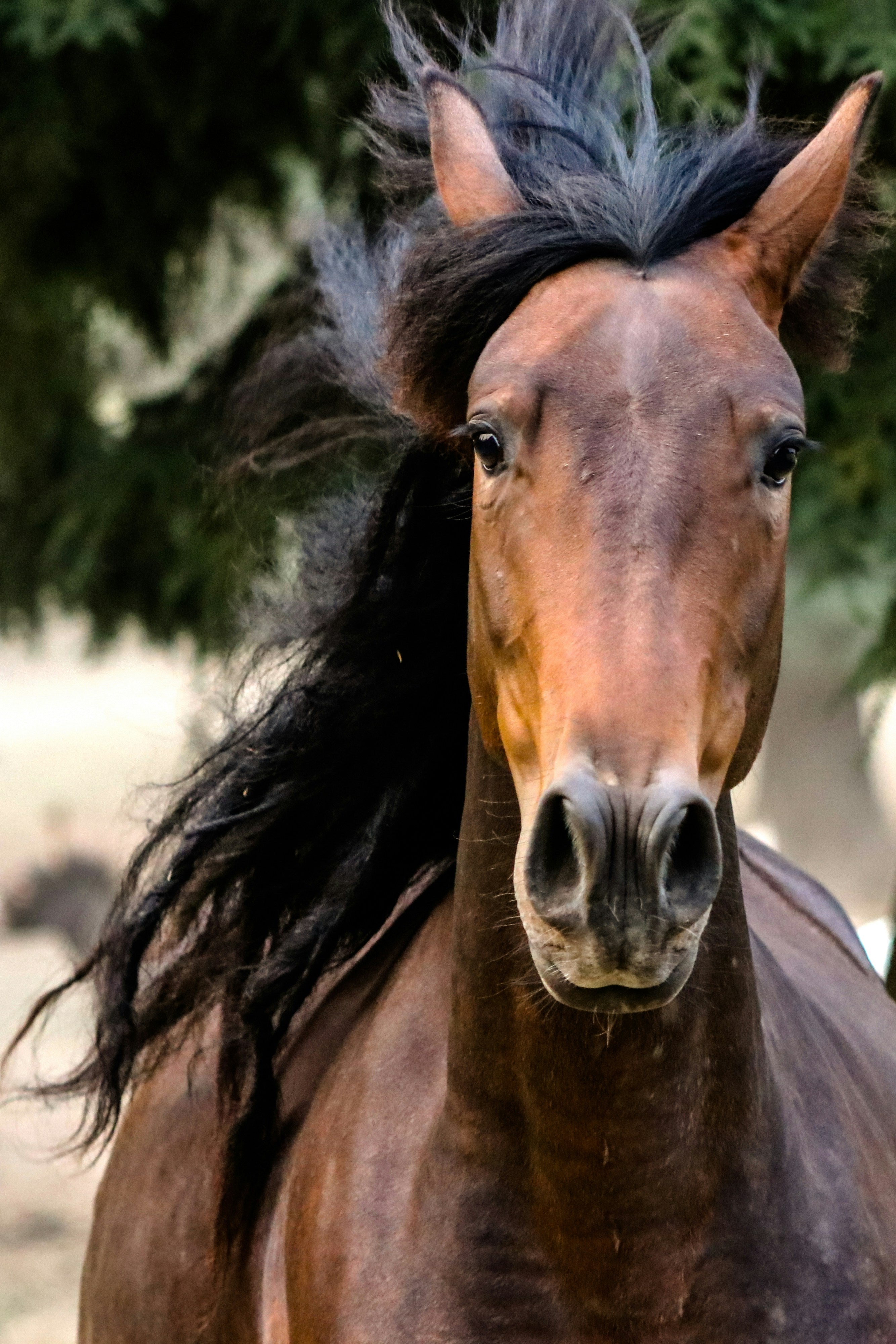 3ra Edición Congreso "En el Nombre del Caballo"